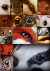 1-eye collage