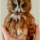 Needle felting a Tawny Owl - photo tutorial